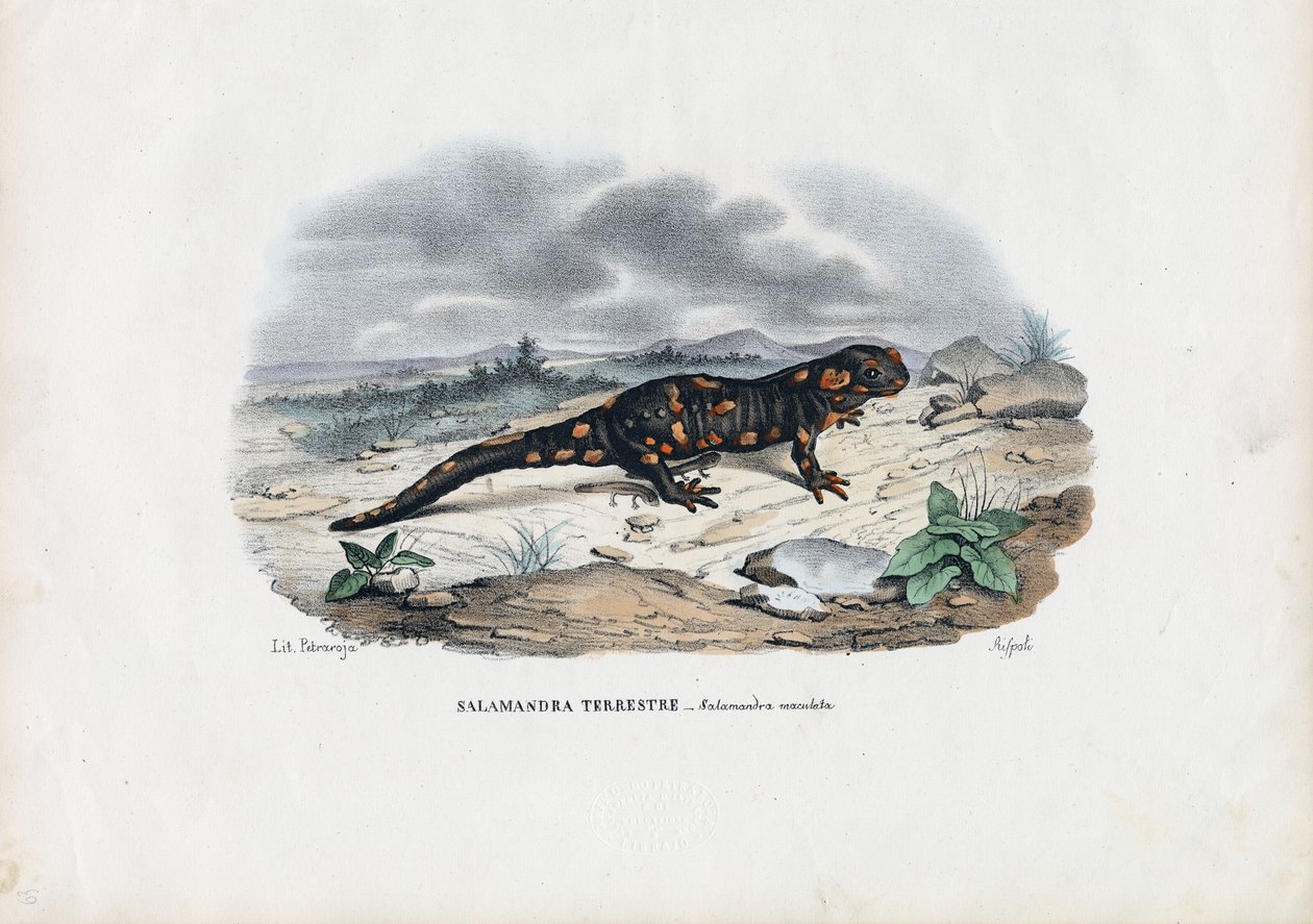 Ohnivý mlok, 1863-79 od Raimundo Petraroja