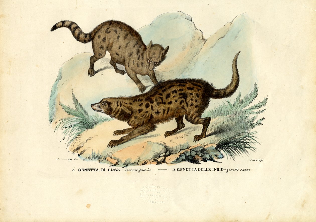 Genet, 1863-79 od Raimundo Petraroja