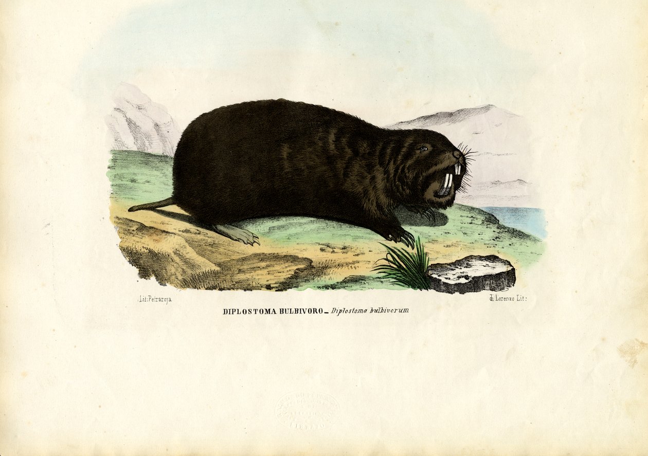 Gopher, 1863-79 od Raimundo Petraroja