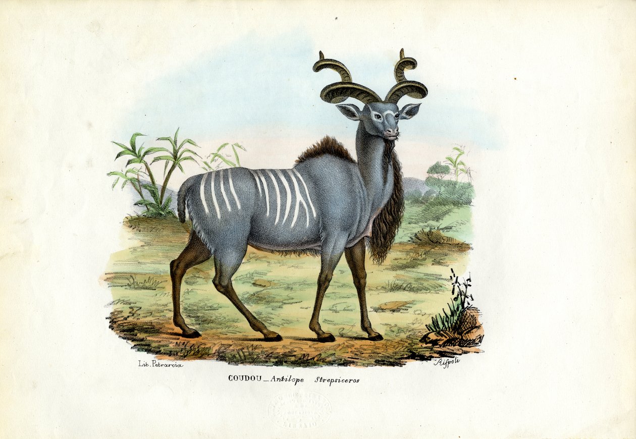 Greater Kudu, 1863-79 od Raimundo Petraroja