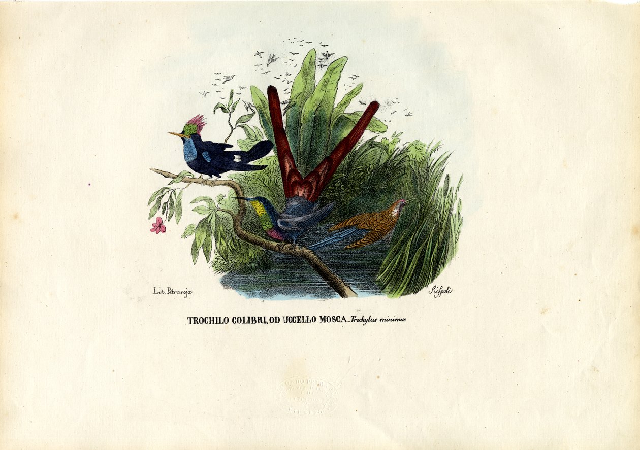 Kolibříci, 1863-79 od Raimundo Petraroja