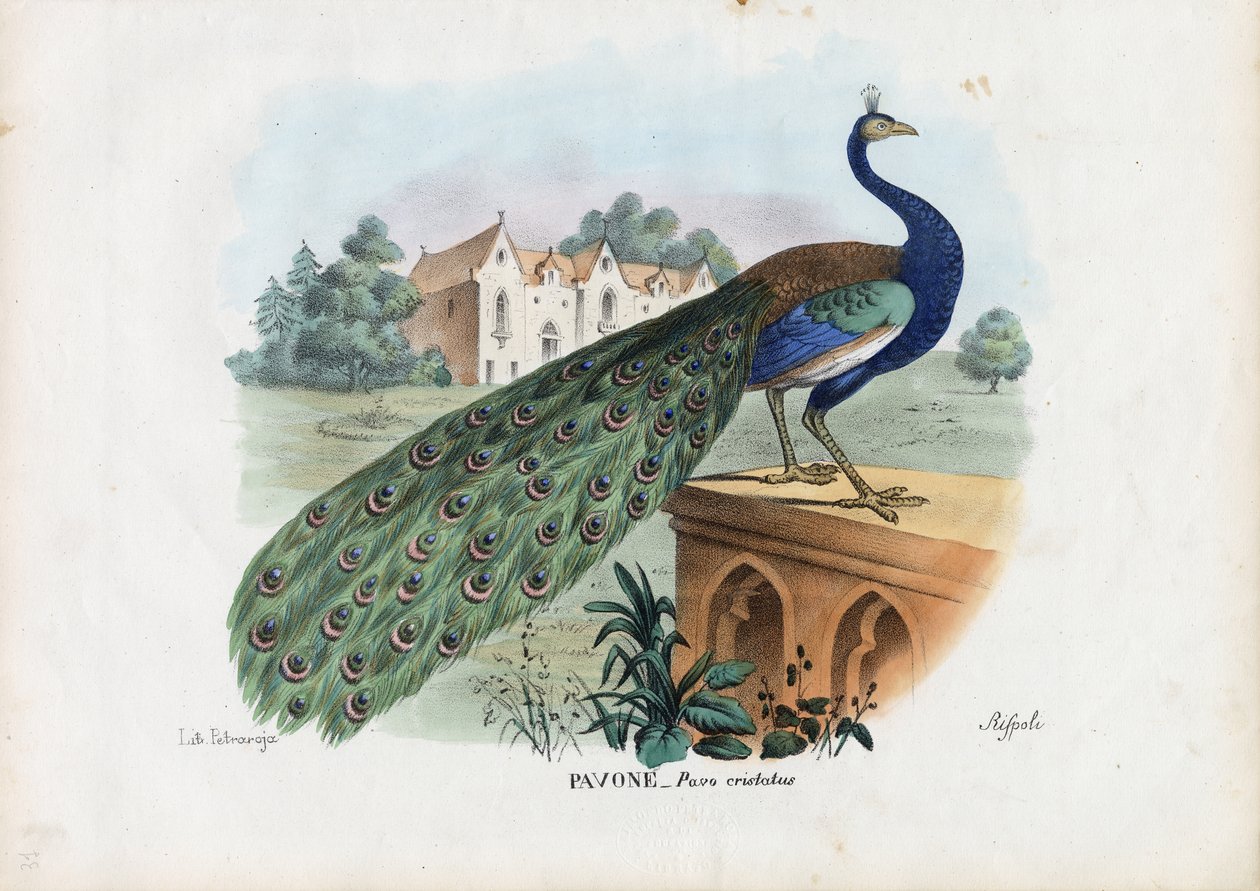 Páv indický, 1863-79 od Raimundo Petraroja