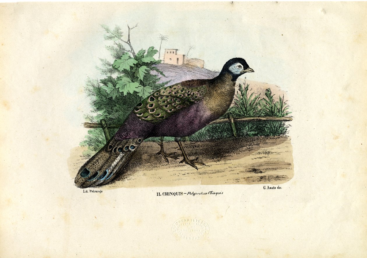 Indický páv, 1863-79 od Raimundo Petraroja