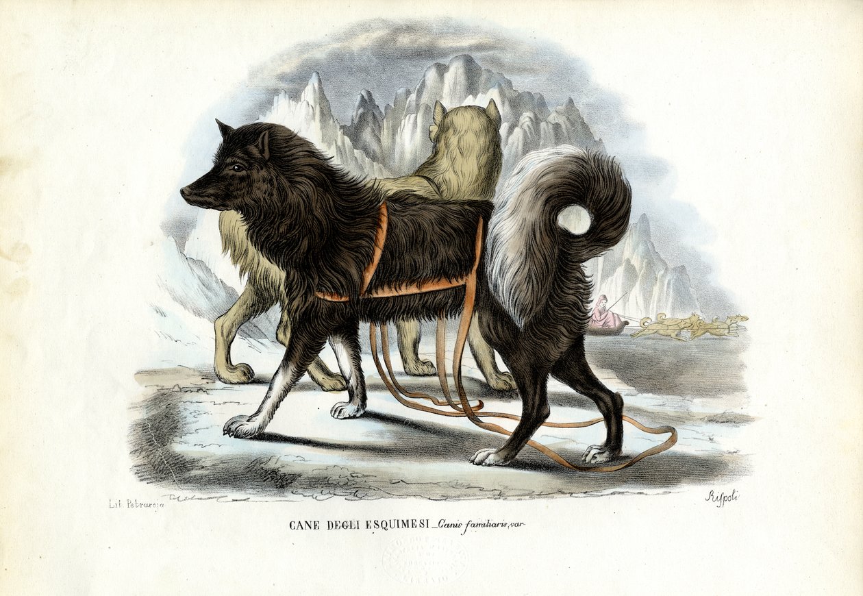 Inuitský saňový pes, 1863-79 od Raimundo Petraroja