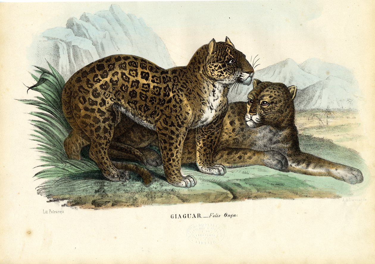 Jaguár, 1863-79 od Raimundo Petraroja