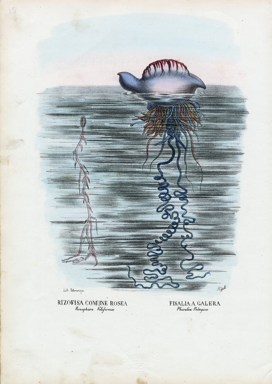 Medúza, 1863-79 od Raimundo Petraroja