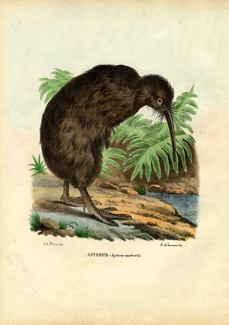 Kiwi, 1863-79 od Raimundo Petraroja