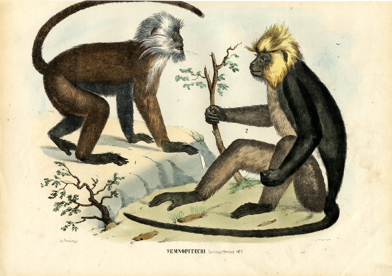 Langurové, 1863-79 od Raimundo Petraroja