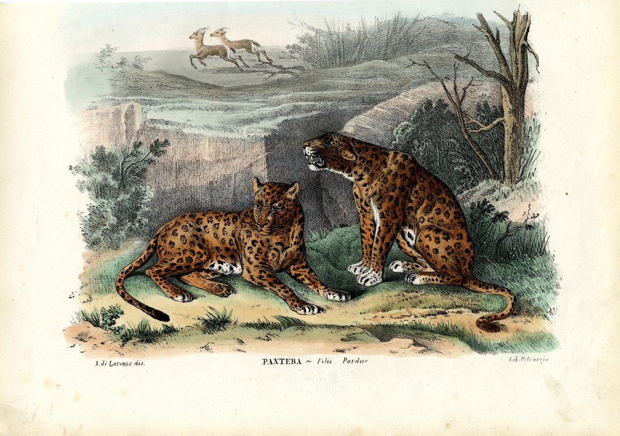 Leopard, 1863-79 od Raimundo Petraroja