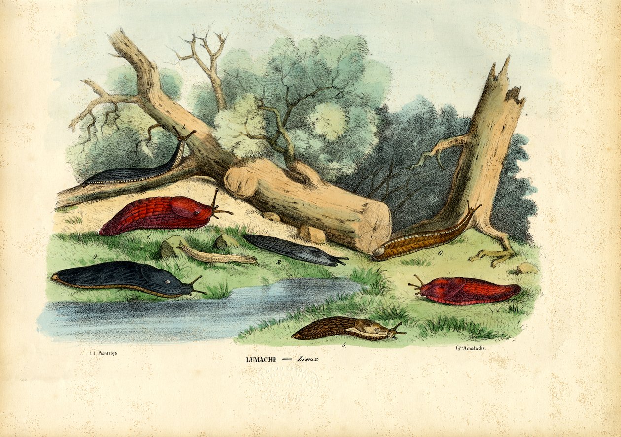 Limax Snail, 1863-79 od Raimundo Petraroja
