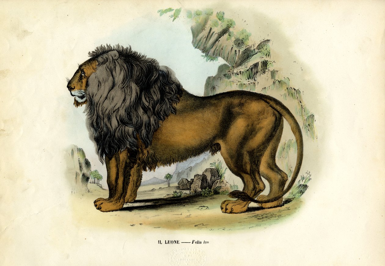 Lion, 1863-79 od Raimundo Petraroja