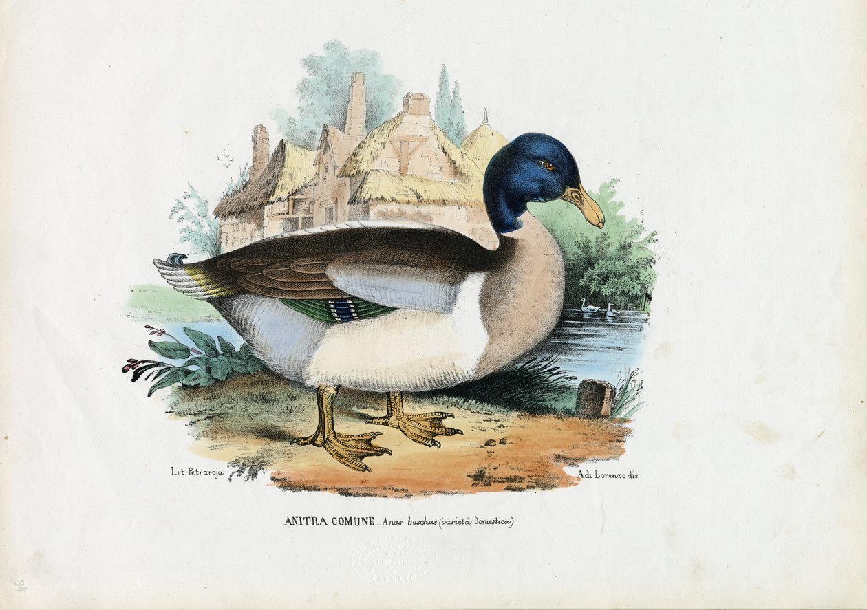 Kachna divoká, 1863-79 od Raimundo Petraroja