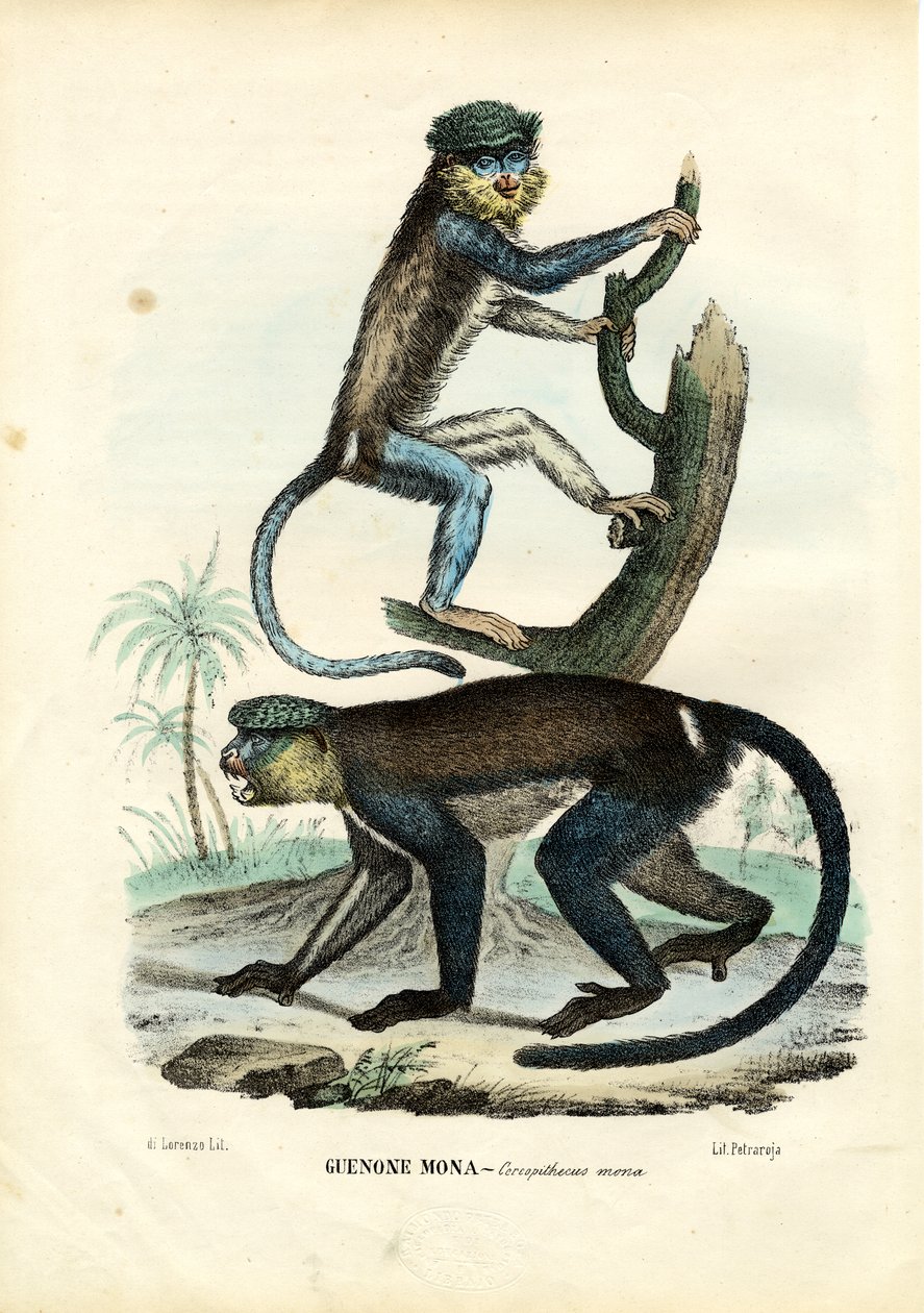 Mona Monkey, 1863-79 od Raimundo Petraroja