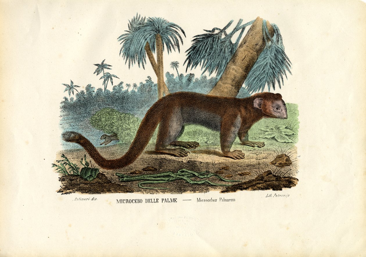 Lemur myší, 1863-79 od Raimundo Petraroja