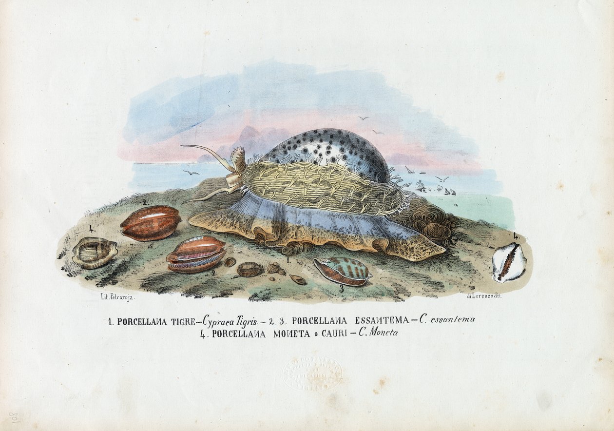 Mušle, 1863-79 od Raimundo Petraroja