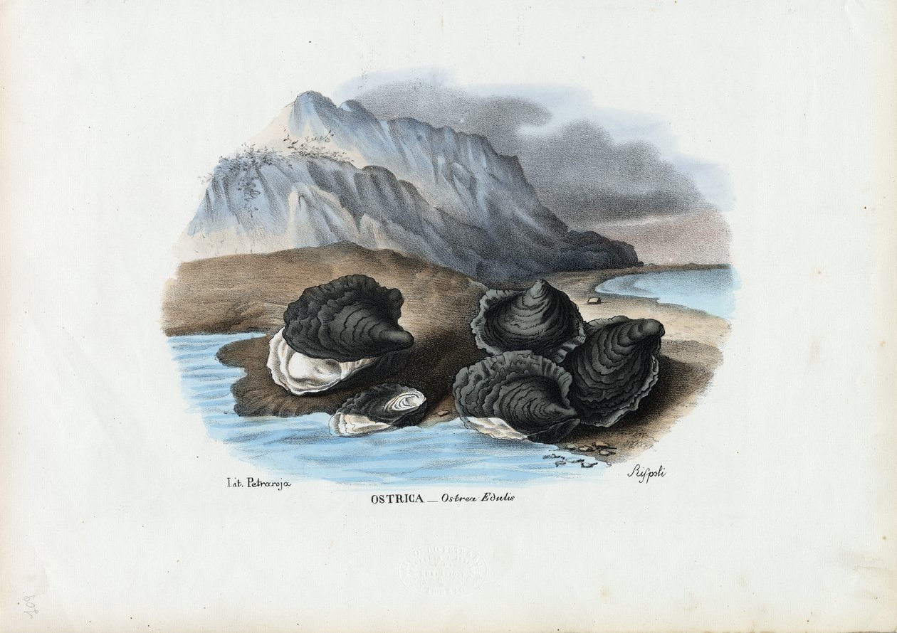 Mušle, 1863-79 od Raimundo Petraroja