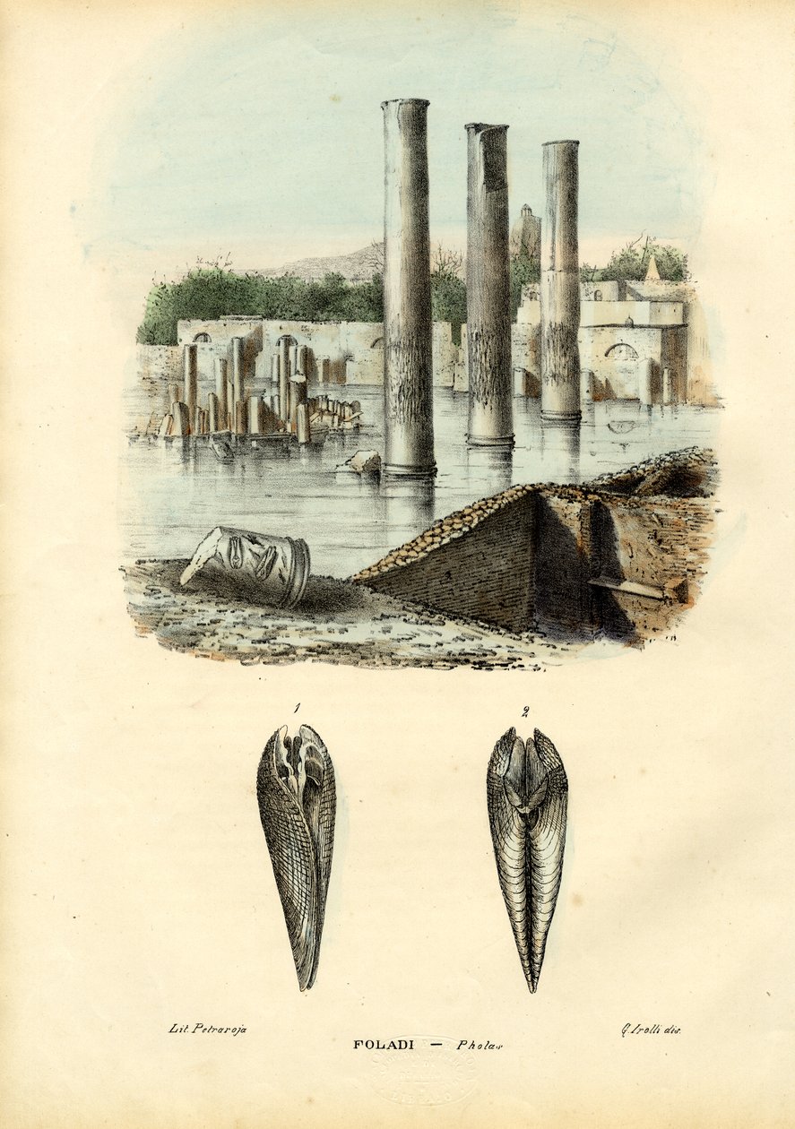 Mušle, 1863-79 od Raimundo Petraroja