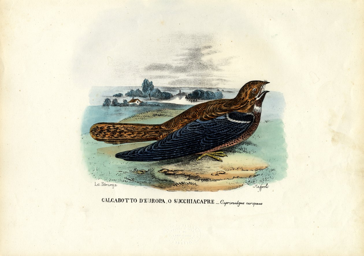Nightjar, 1863-79 od Raimundo Petraroja
