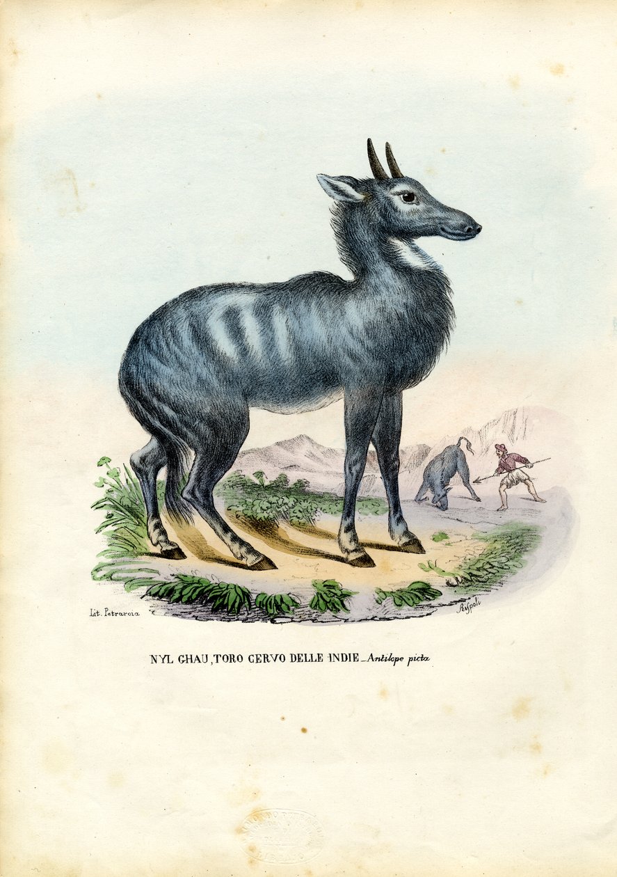 Nilgai, 1863-79 od Raimundo Petraroja