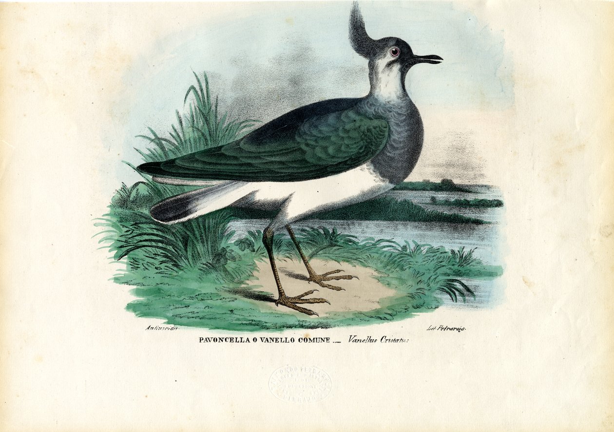 Čejka severní, 1863-79 od Raimundo Petraroja