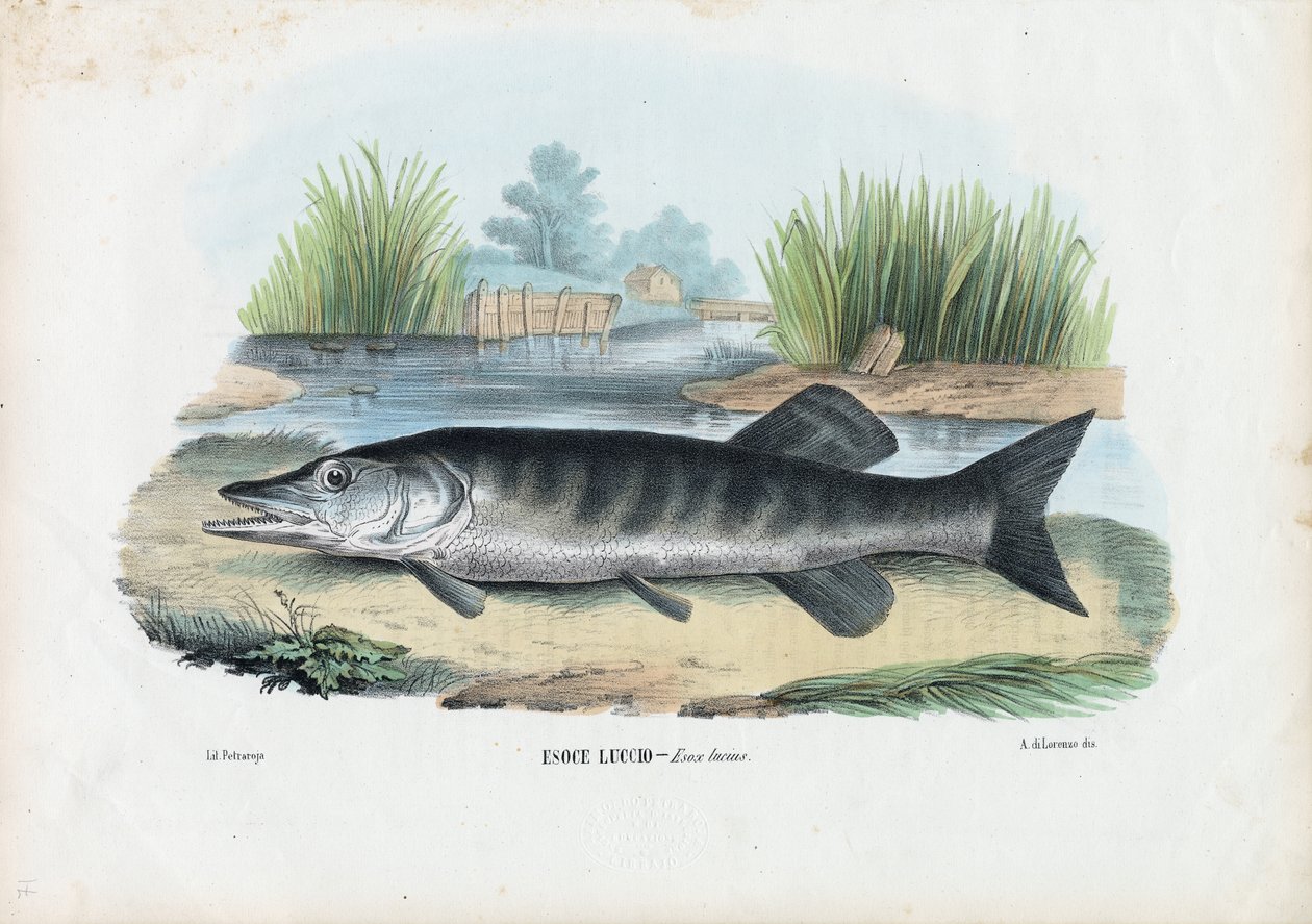 Štika severní, 1863-79 od Raimundo Petraroja