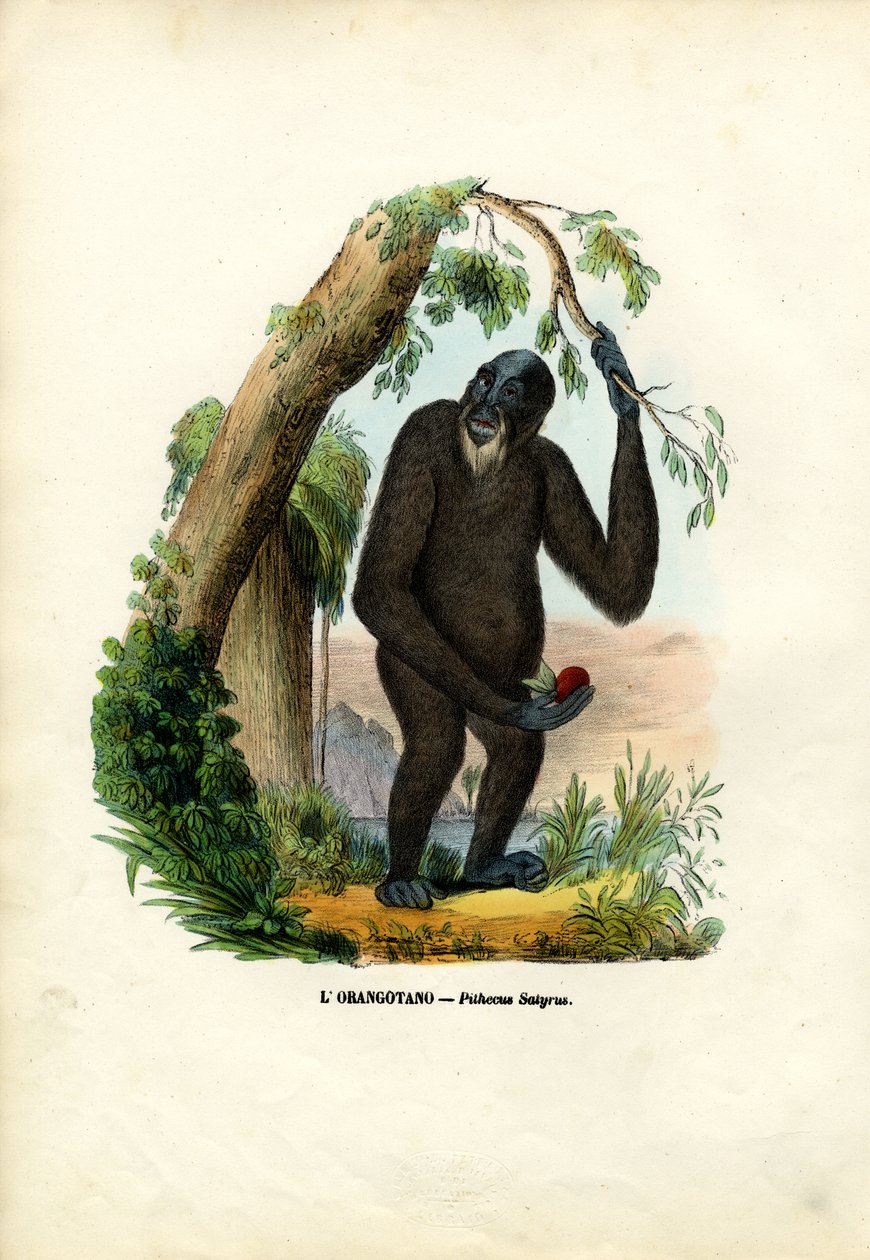 Orangoutan, 1863-79 od Raimundo Petraroja