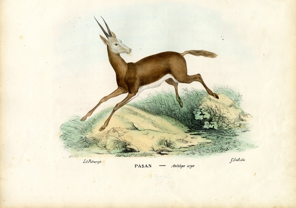 Oryx, 1863-79 od Raimundo Petraroja