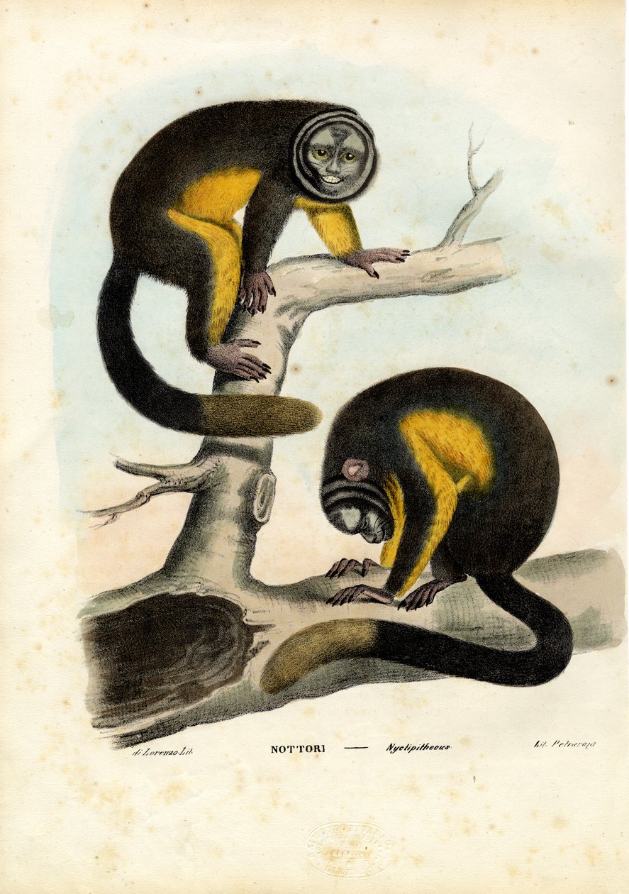Opice sova, 1863-79 od Raimundo Petraroja