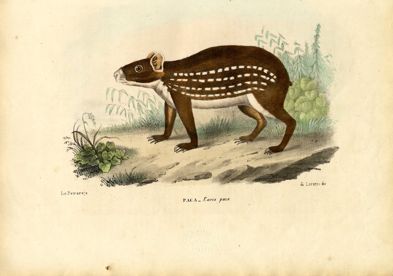 Paca, 1863-79 od Raimundo Petraroja