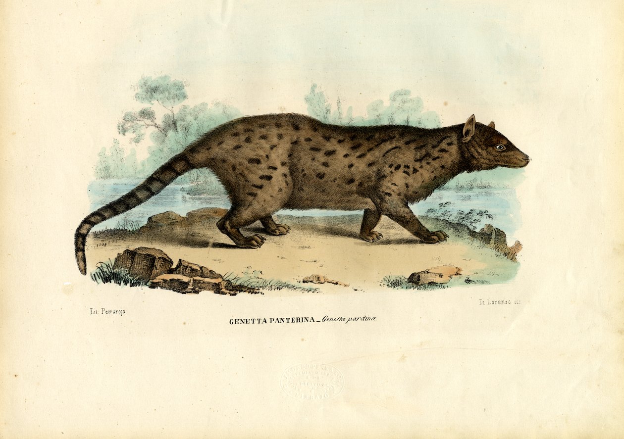 Pardine Genet, 1863-79 od Raimundo Petraroja
