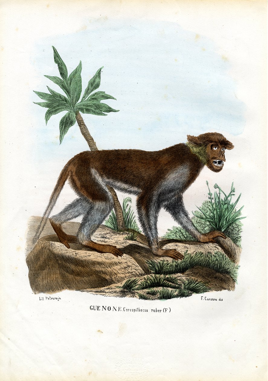 Opice Patas, 1863-79 od Raimundo Petraroja