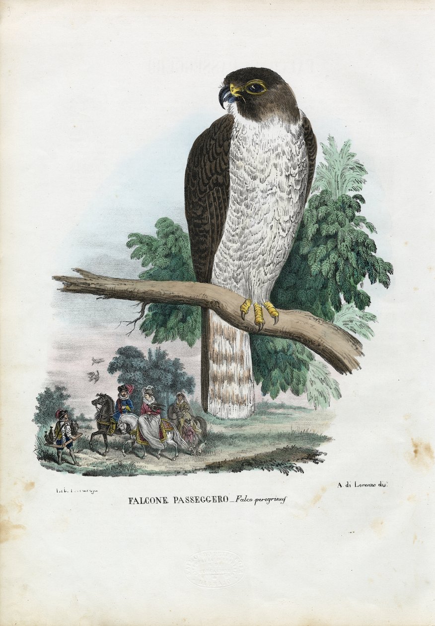 Sokol stěhovavý, 1863-79 od Raimundo Petraroja