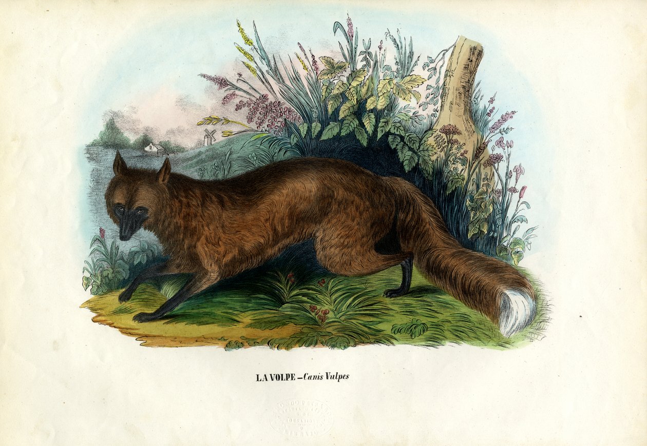 Rudá liška, 1863-79 od Raimundo Petraroja