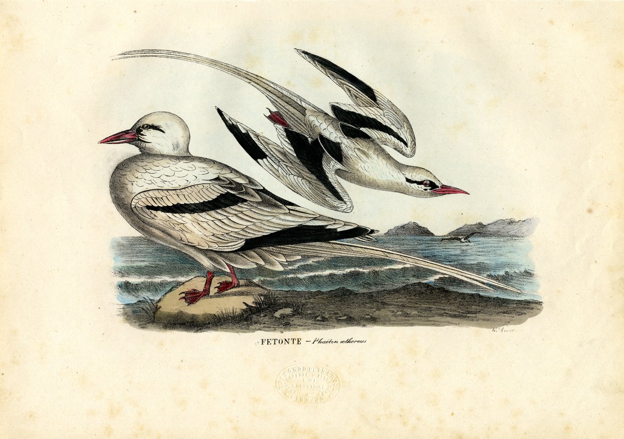 Tropický pták s červeným zobákem, 1863-79 od Raimundo Petraroja