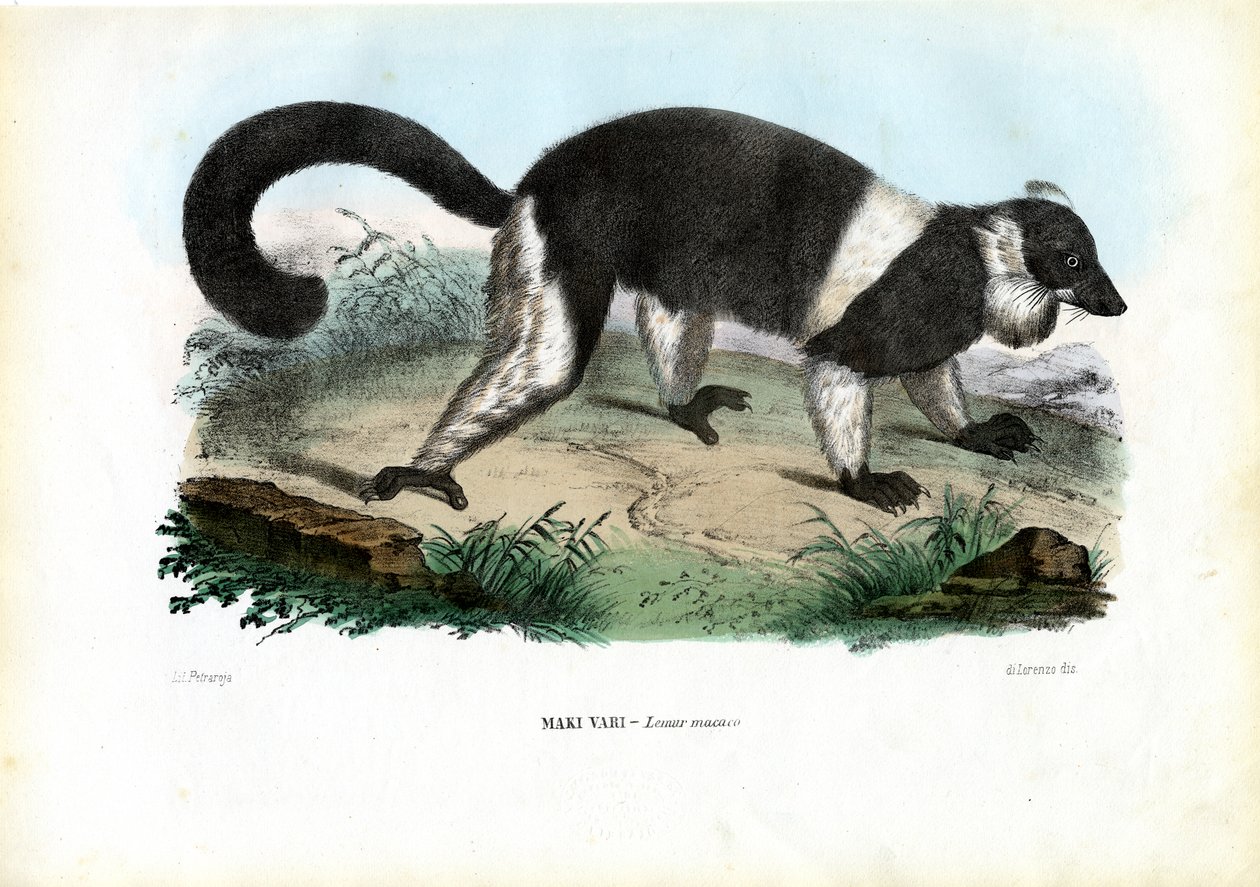 Ruffed Lemur, 1863-79 od Raimundo Petraroja