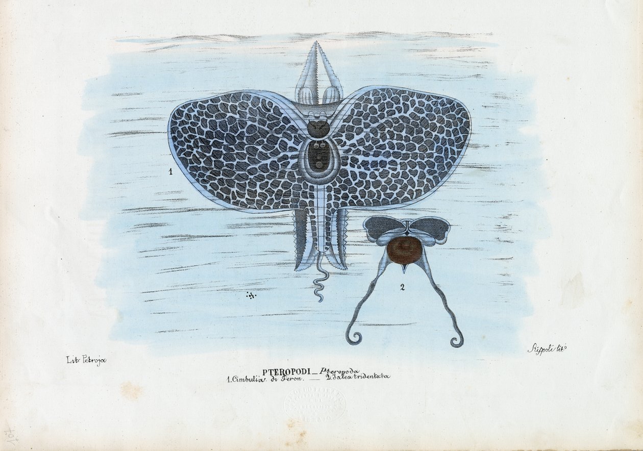 Mořští motýli, 1863-79 od Raimundo Petraroja