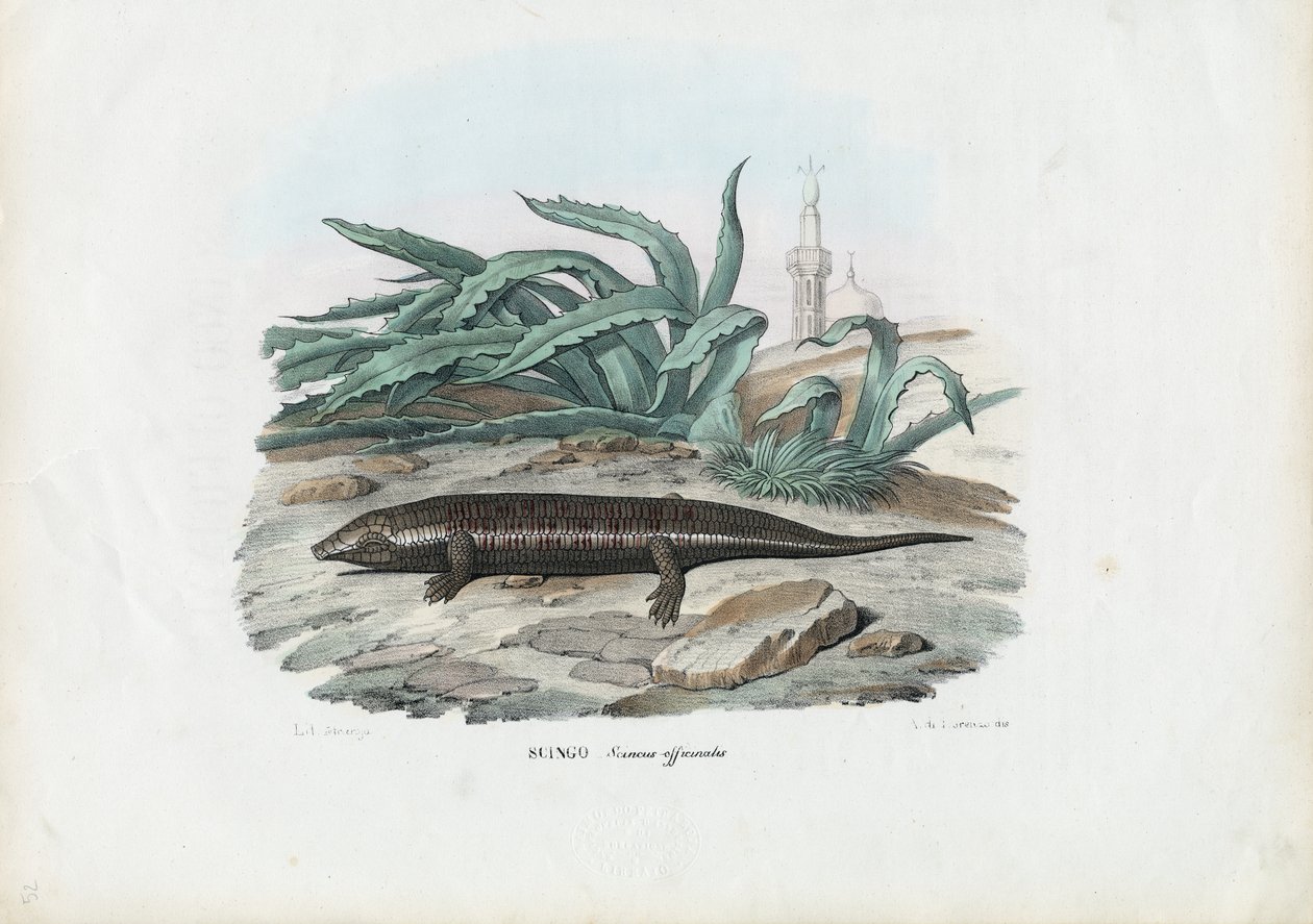Skink, 1863-79 od Raimundo Petraroja