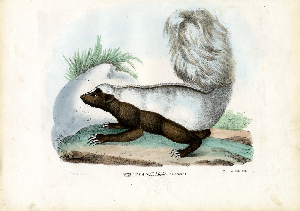 Skunk, 1863-79 od Raimundo Petraroja