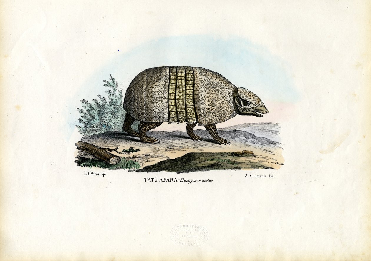Pásovec trojpásý jižní, 1863-79 od Raimundo Petraroja