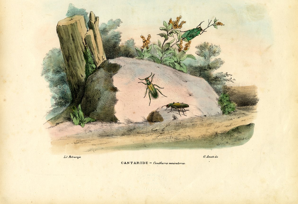 Španělská muška, 1863-79 od Raimundo Petraroja