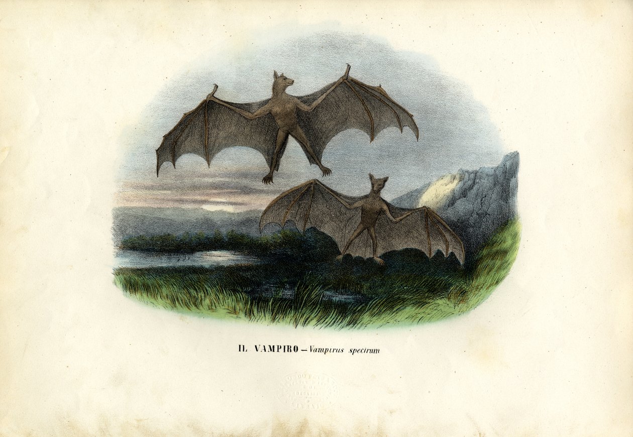 Spektrální netopýr, 1863-79 od Raimundo Petraroja