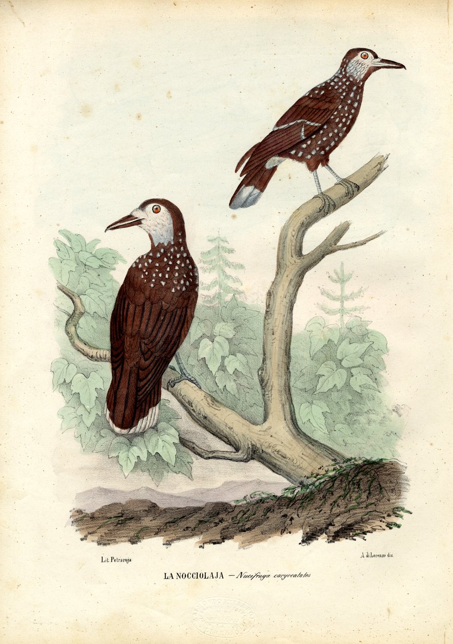 Louskáček kropenatý, 1863-79 od Raimundo Petraroja