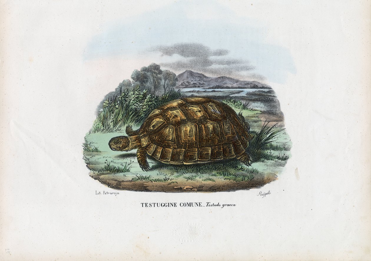 Želva ostruhatá, 1863-79 od Raimundo Petraroja