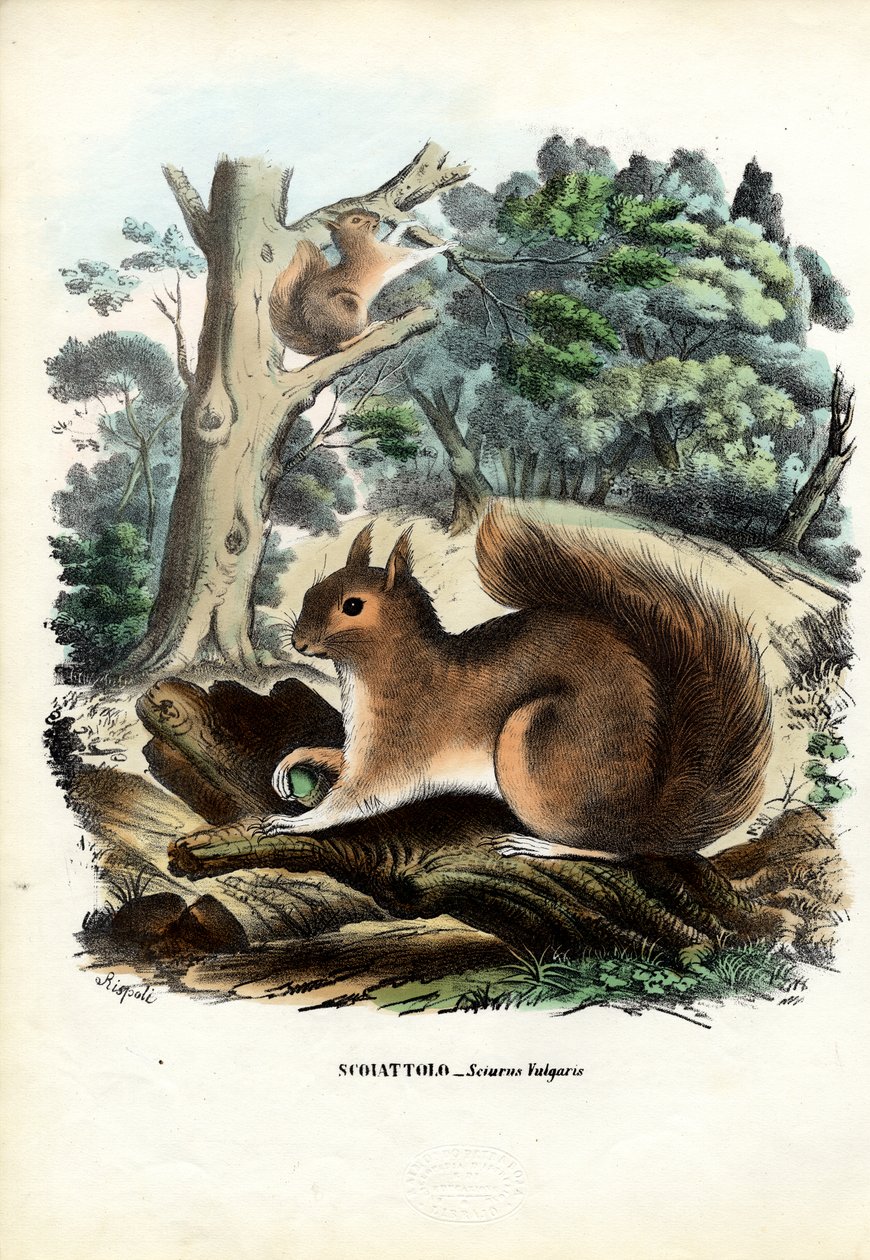 Veverka, 1863-79 od Raimundo Petraroja