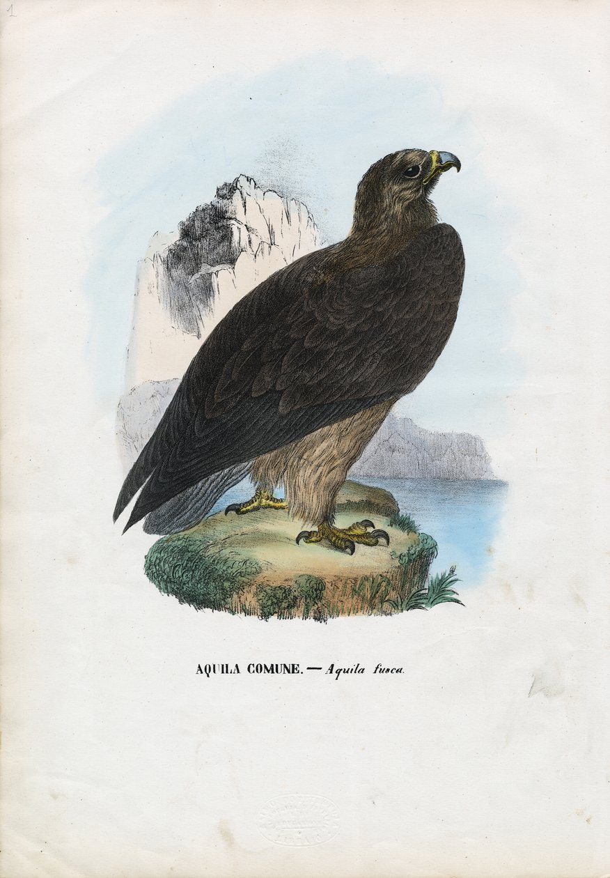Orel mořský, 1863-79 od Raimundo Petraroja