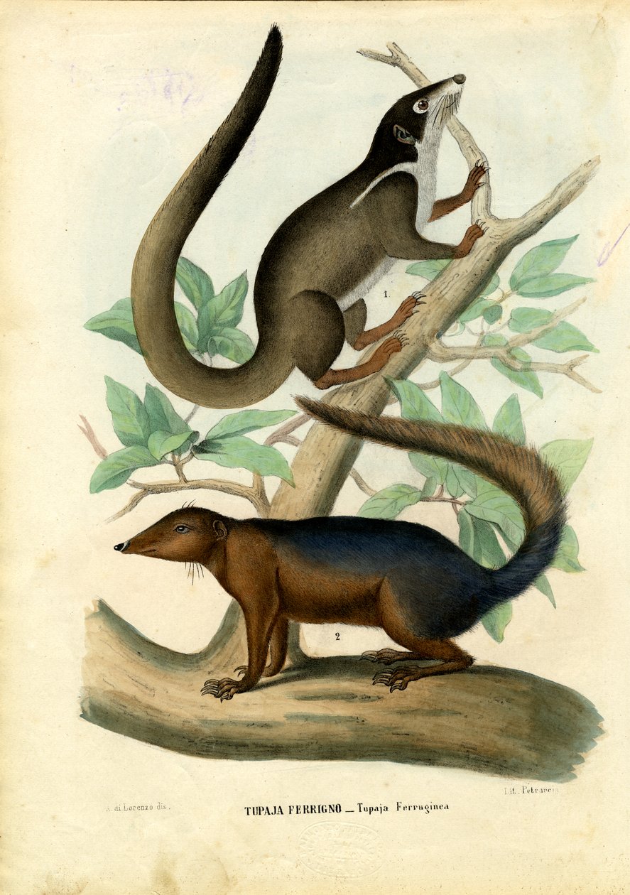 Tupaja, 1863-79 od Raimundo Petraroja