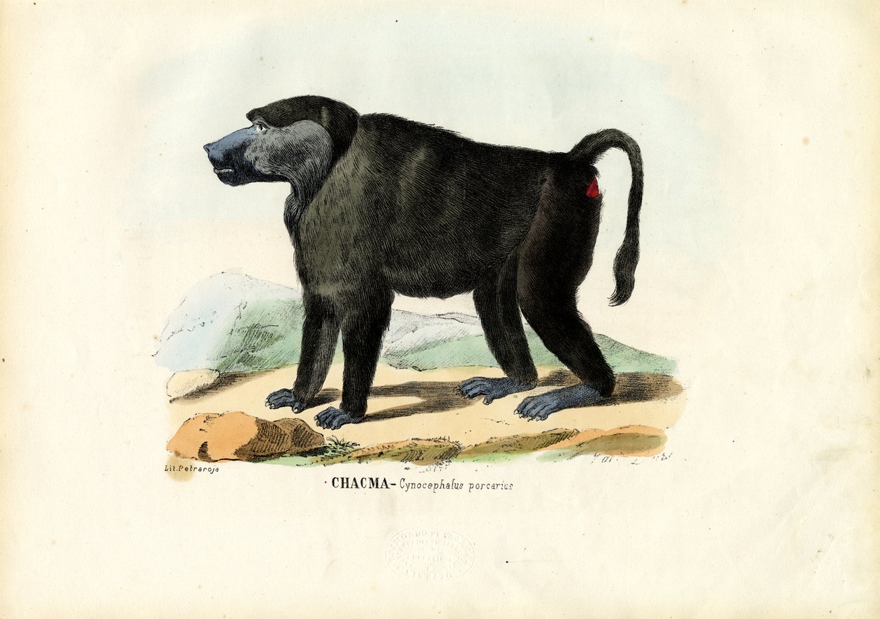 Ursine Baboon, 1863-79 od Raimundo Petraroja