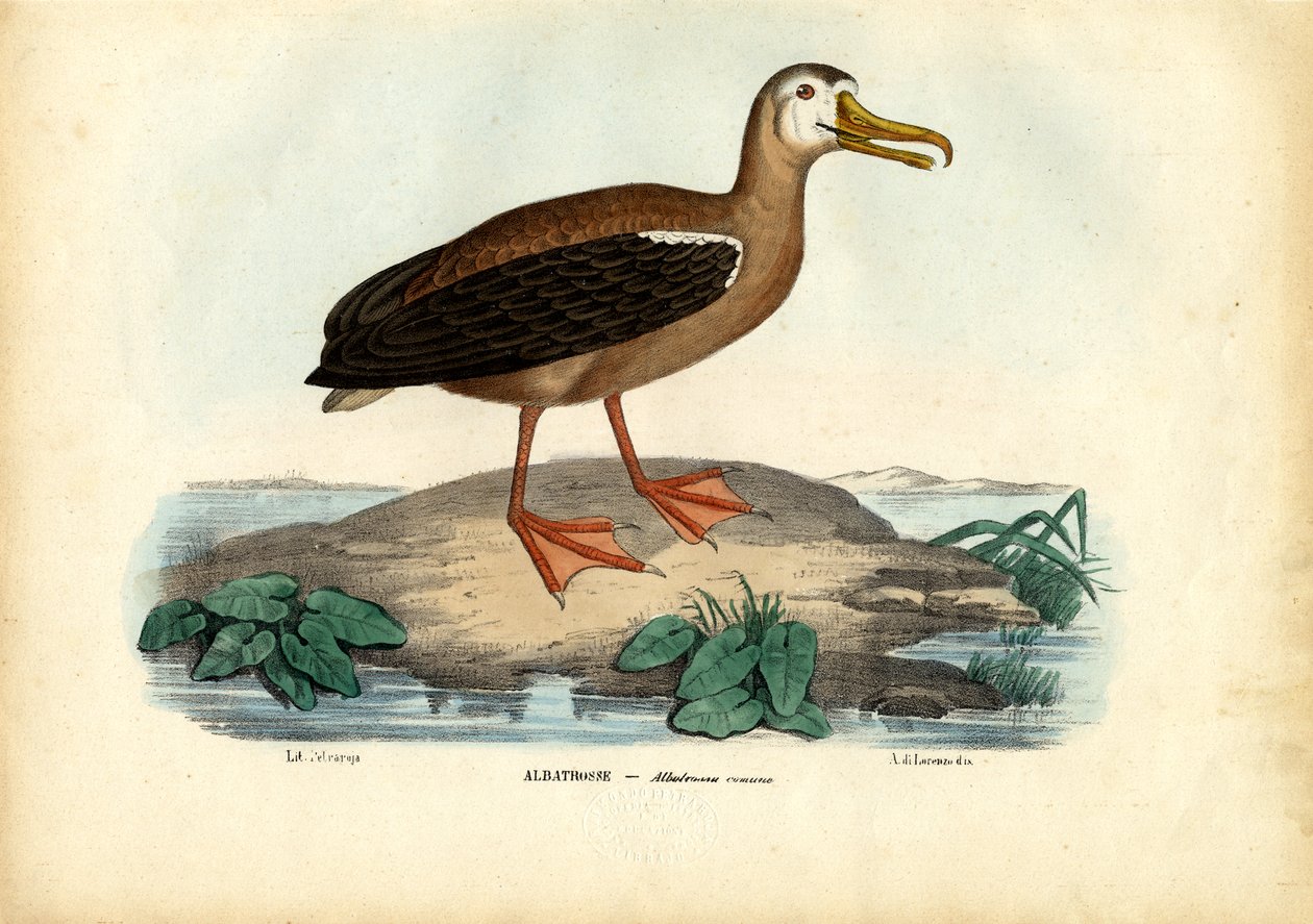 Potulný albatros, 1863-79 od Raimundo Petraroja