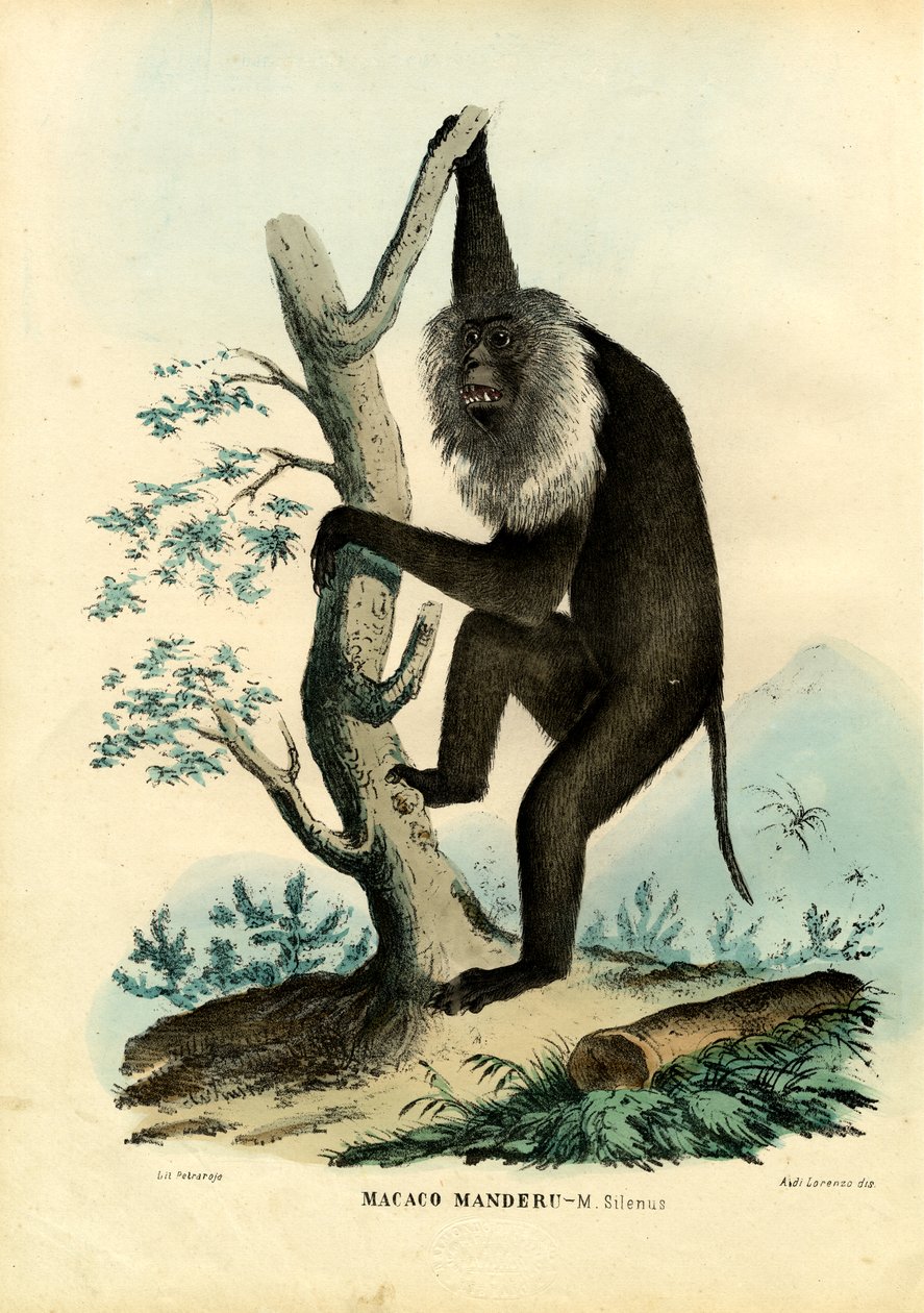 Wanderoo, 1863-79 od Raimundo Petraroja