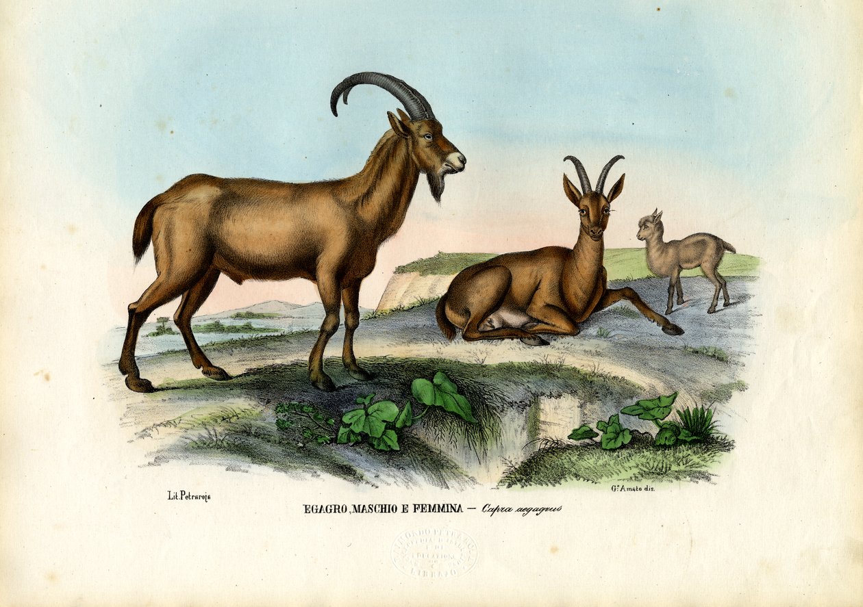Divoká koza, 1863-79 od Raimundo Petraroja